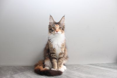 Despina